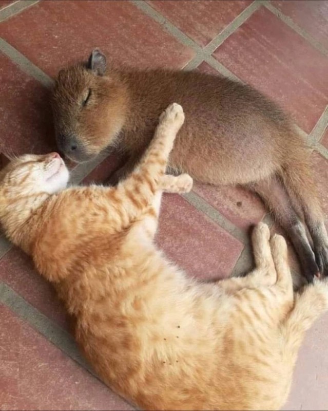 Create meme: capybara and cat, capybara and a cat, capybara animal