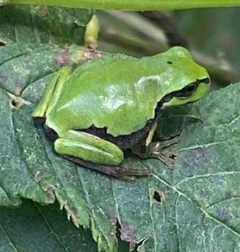 Create meme: the frog is an ordinary frog, the common tree frog, frog toad