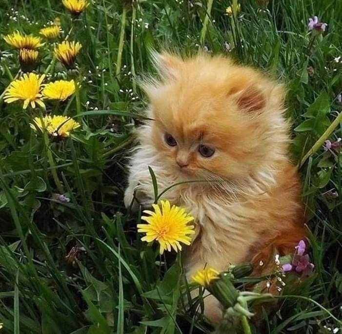 Create meme: A red-haired kitten in a field with dandelions, The red-haired kitten, kittens are fluffy 