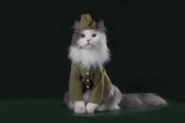 Создать мем: котенок в военной форме, кот в форме, котик в военной форме