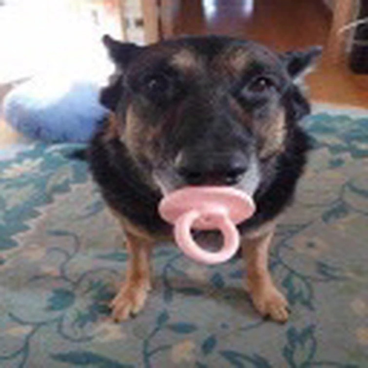 Create meme: animals are strange, dogs are different, dog with a pacifier meme