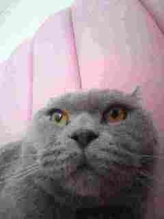 Create meme: Scottish fold Scottish fold, Scottish fold cat grey, grey lop - eared cat