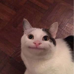 Создать мем: непонимающий кот мем, котик, кот с человеческими зубами