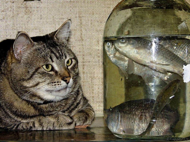 Создать мем: рыба кот, кот ловит рыбу из аквариума, кот рыбак