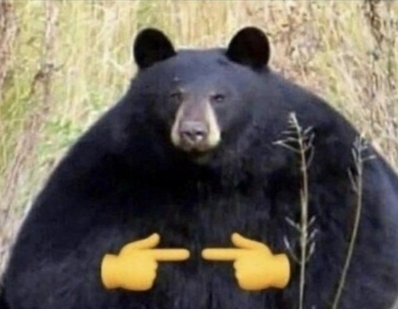 Create meme: the bear is fat, bear with fingers, black bear