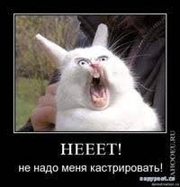 Create meme: Bunny demotivator, a rabbit in shock, funny rabbits