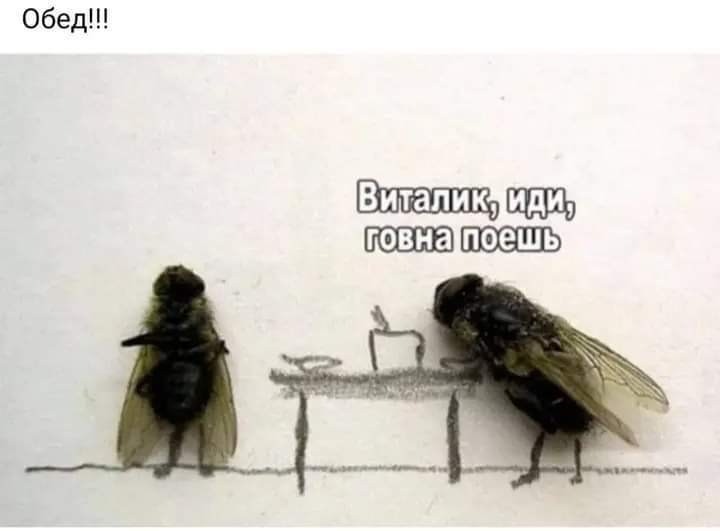 Create meme: the fly is a joke, fly , sleepy fly