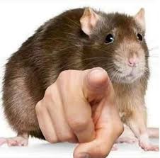 Create meme: paka rat, la rat, pet rat