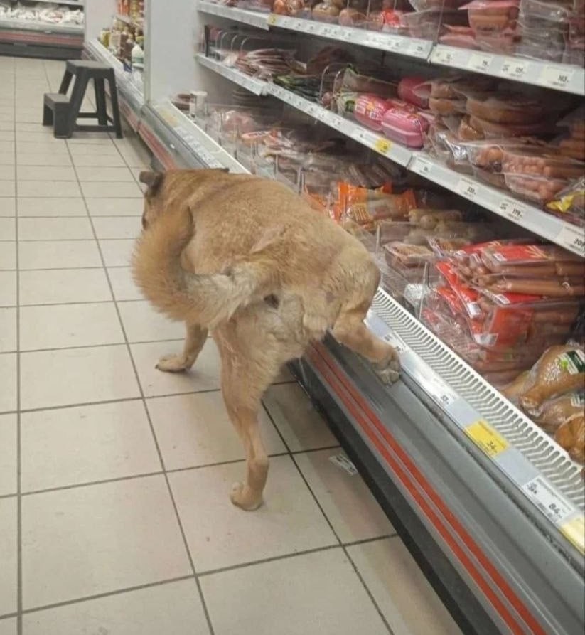 Create meme: The dog is in the store, dog , dogs