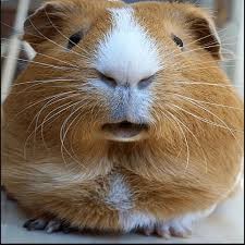 Create meme: homemade Guinea pig, Guinea pig