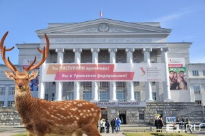 Создать мем: пятнистый олень самка, бухарский пятнистый олень, олень