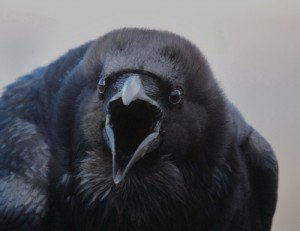 Создать мем: чёрный ворон, стая ворон, crow