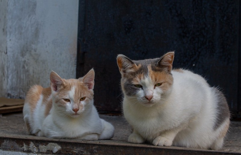 Создать мем: котик, уличные кошки, кошка