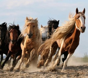 Create meme: a herd of horses, horse