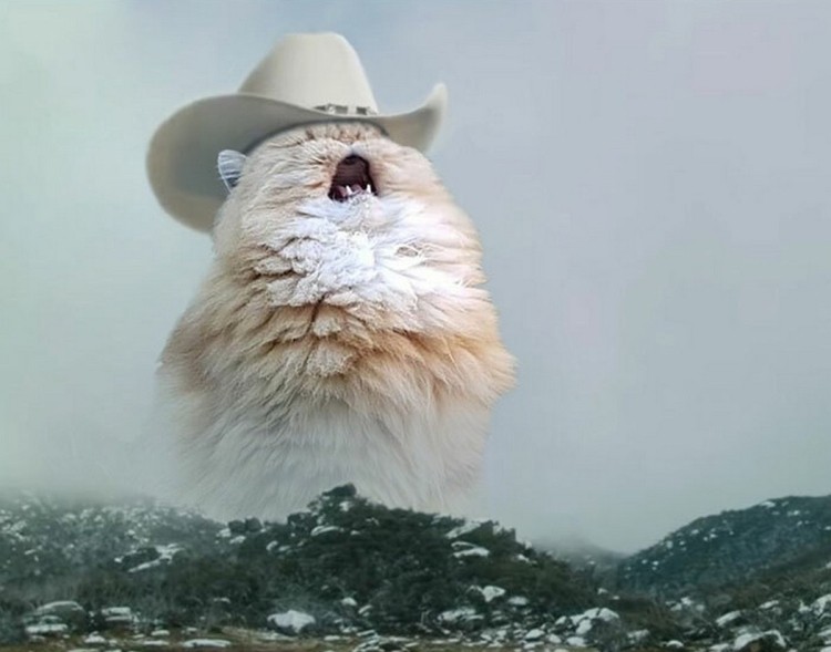 Create meme: fluffy cat, screaming cat meme, the cat shouts in the mountains