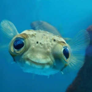 Create meme: puffer fish, fish