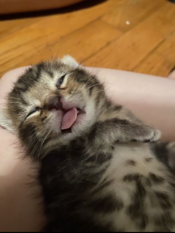 Create meme: Cute cats are yawning, cats are funny, the kitten is smiling