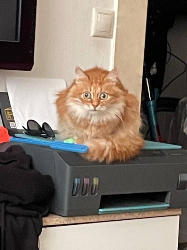 Create meme: the cat and the computer , cat , cat 