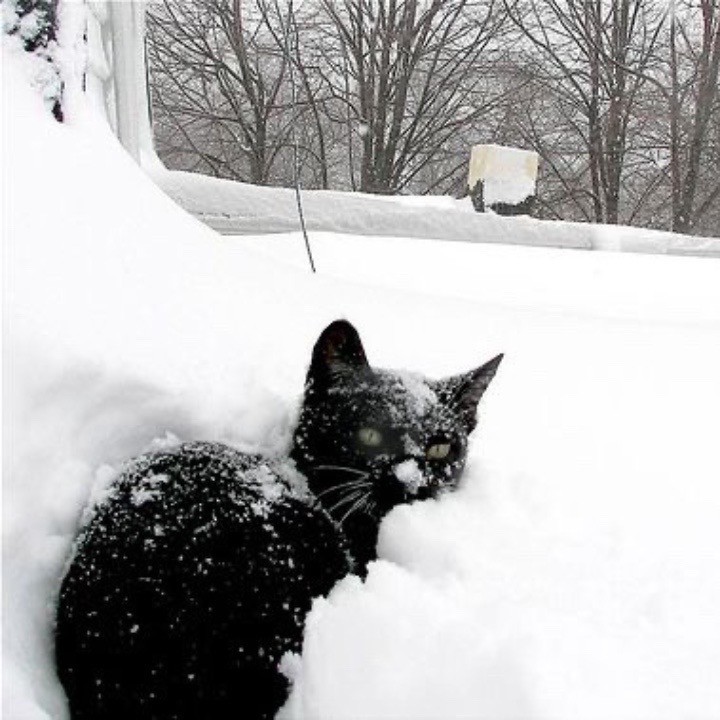 Create meme: black cat in the snow, cat in the snow, A black cat in the snow