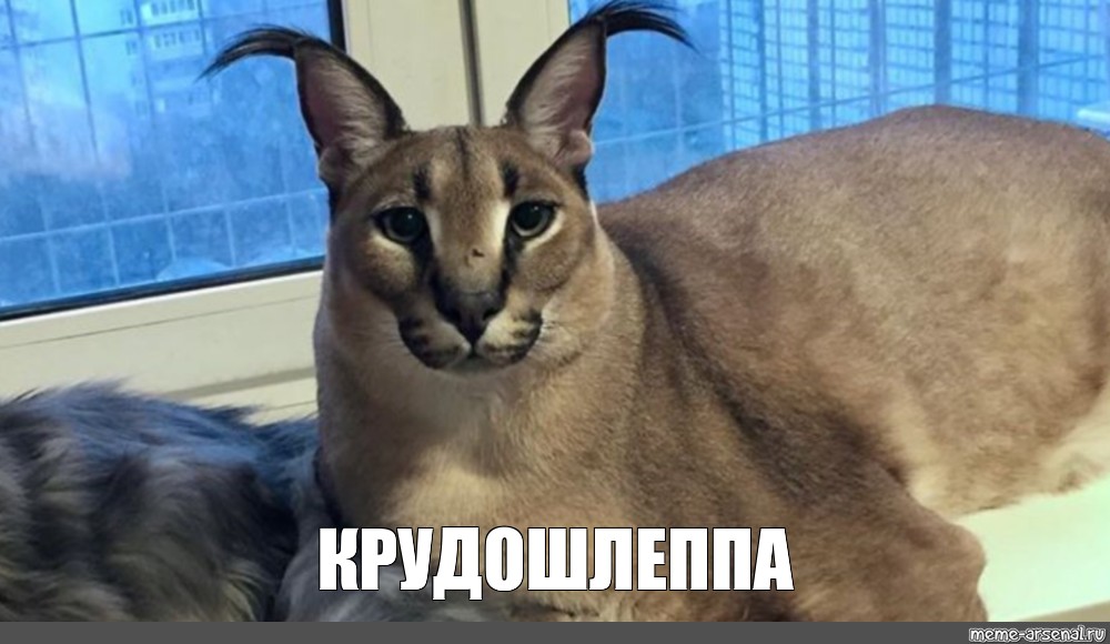 Создать мем кот породы каракал кот шлёпа шлёпа порода кота Картинки Meme