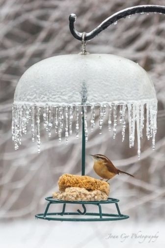 Create meme: bird feeders in winter, feeder