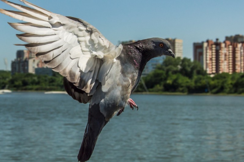 Create meme: pigeons in flight, white pigeon in flight, dove 