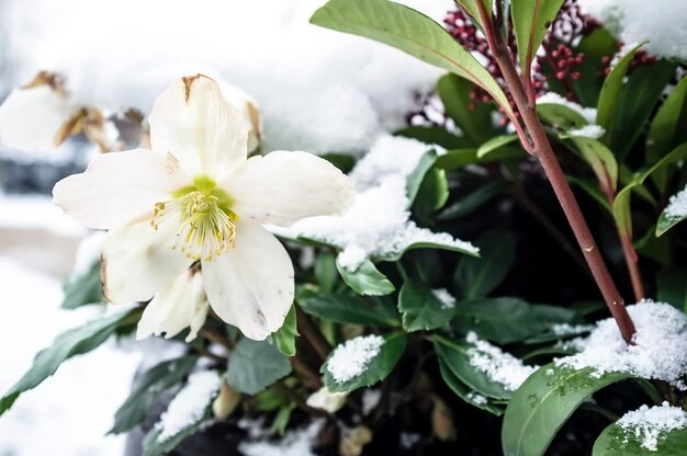 Create meme: The hellebore flower, Hellebore helleborus, Hellebore Christmas rose