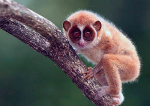 Slow Loris Sozdat Mem Meme Arsenal Com