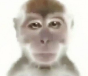 Create meme: camera, profile, primates