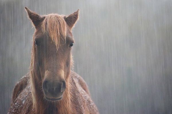 Create meme: horse's muzzle, Horses in the fog, sad horse