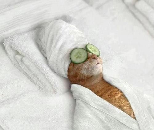 Create meme: cat in the spa, cat , a cat on relaxation