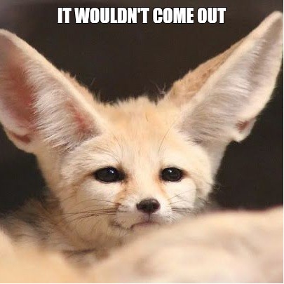 Create meme: fox fenek, little fox fenek, big - eared fox