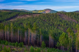 Create meme: boreal forest, taiga in Siberia, taiga pictures