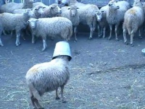 Create meme: lamb, sheep, sheep