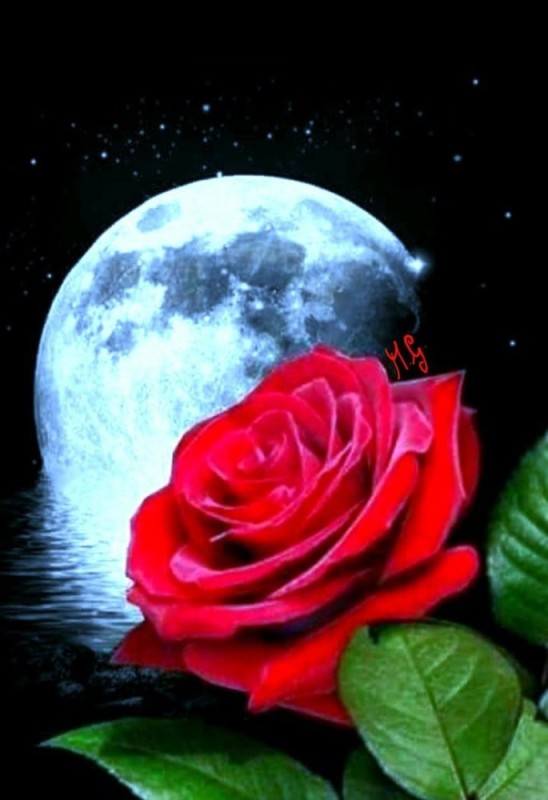 Create meme: flowers good night, roses good night, beautiful flowers good night