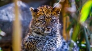 Create meme: cub, leopard, baby animals