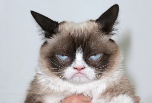 Create meme: evil cat, grumpy cat, angry cat