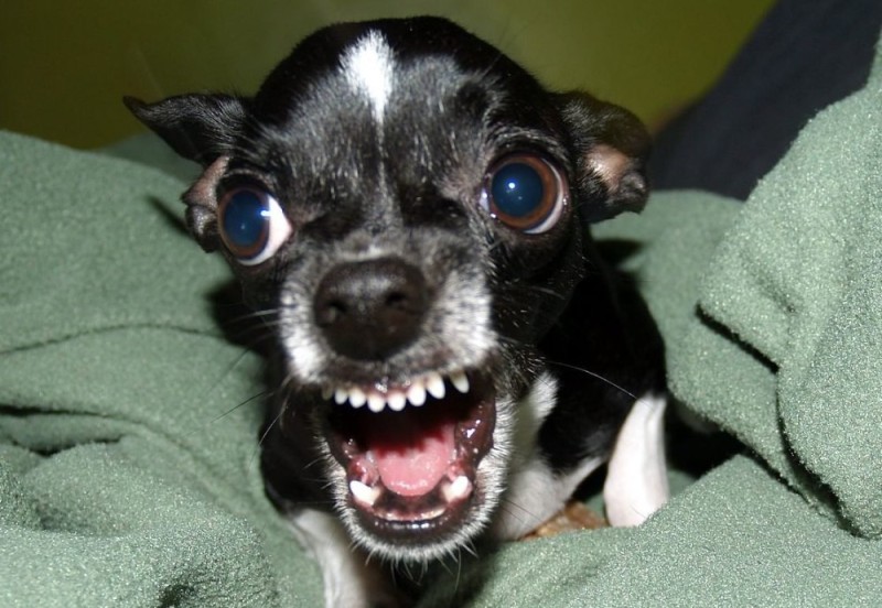 Create meme: angry little dog, Chihuahua dog, chihuahua is evil