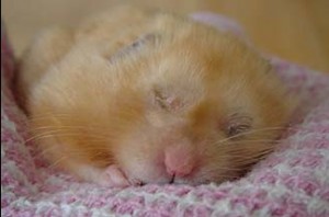 Create meme: hamster, the hamster is sleeping, sleep