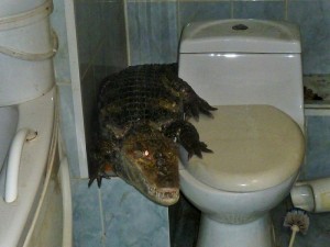 Создать мем: крокодил на унитазе, лютые унитазы, крокодил в ванной