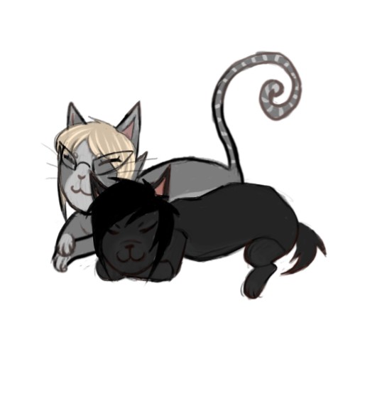 Create meme: Cat warriors, Breezepelt warrior cats, warrior cats black cat