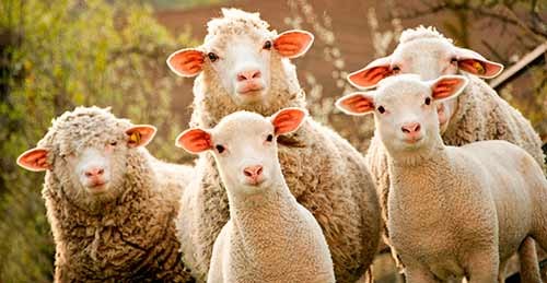 Create meme: sheep on Kurban, sheep sheep, sheep 