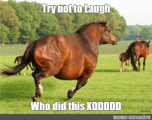 Try not 2025 to laugh horse