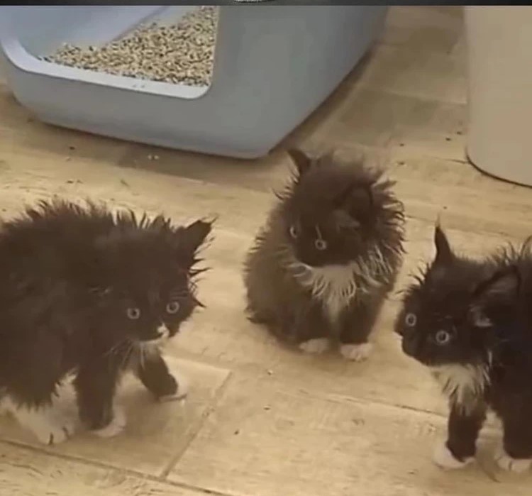 Create meme: black fluffy kitten mongrel, cat kitten, cat 