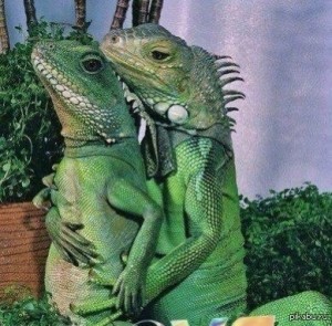 Создать мем: iguana, сексуальная игуана, ящерицы обнимаются