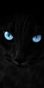 Create meme: black cat, black cat with blue eyes
