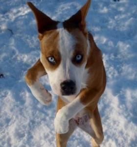 Create meme: breed Basenji, Jack Russell Terrier, dog