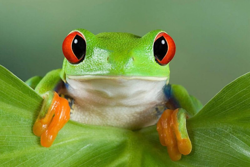 Create meme: red - eyed tree frog, amazing frog, frog toad
