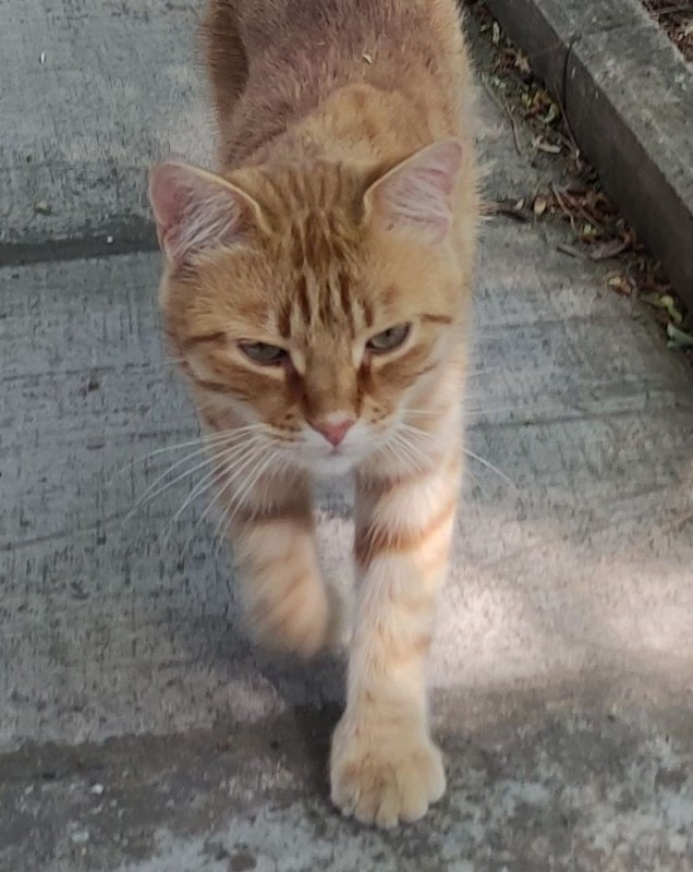 Create meme: cat , cat , a red-haired oblique cat