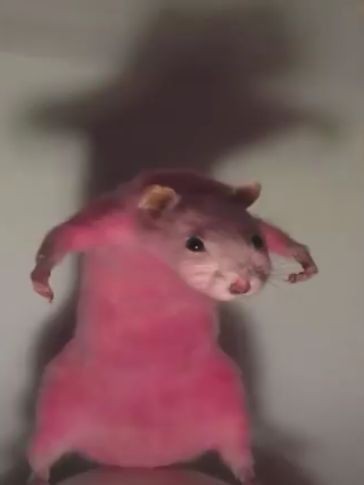 Создать мем: мне идет розовый крыса, мемы с крысами, хомячок смешной